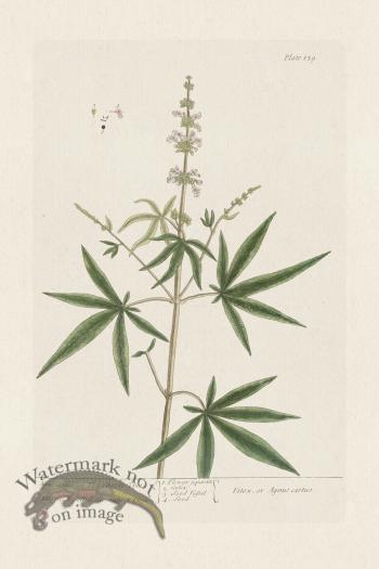 BEE 139 Agnus castus